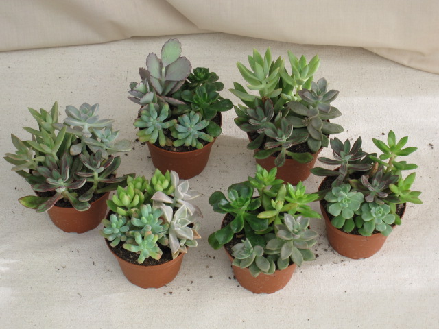 Succulent